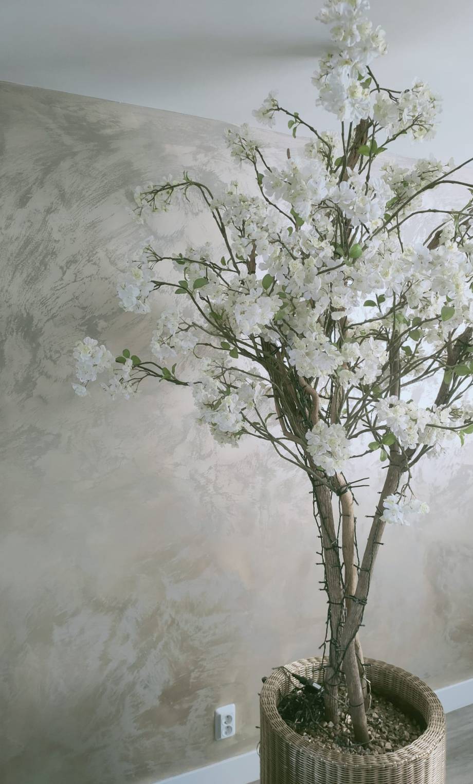 plant met stucwand plant met stucwand